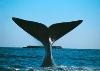 Las legendarias ballenas de Cee | A Coruña
